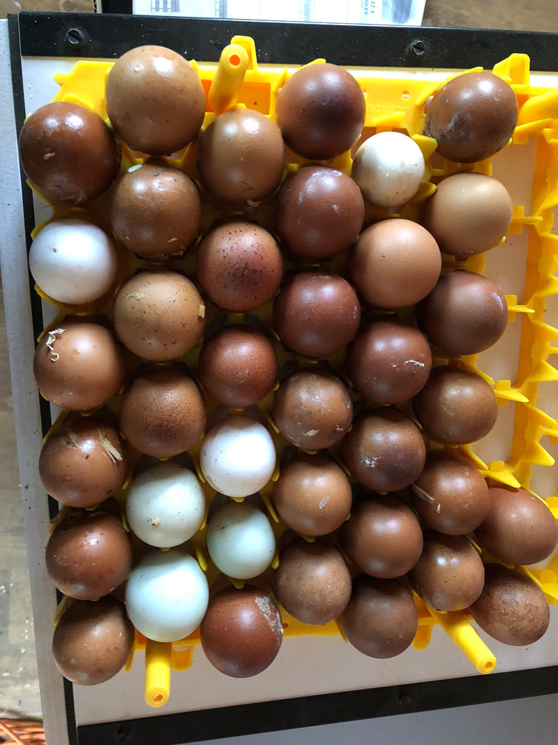 Dark Brown Egg Layers