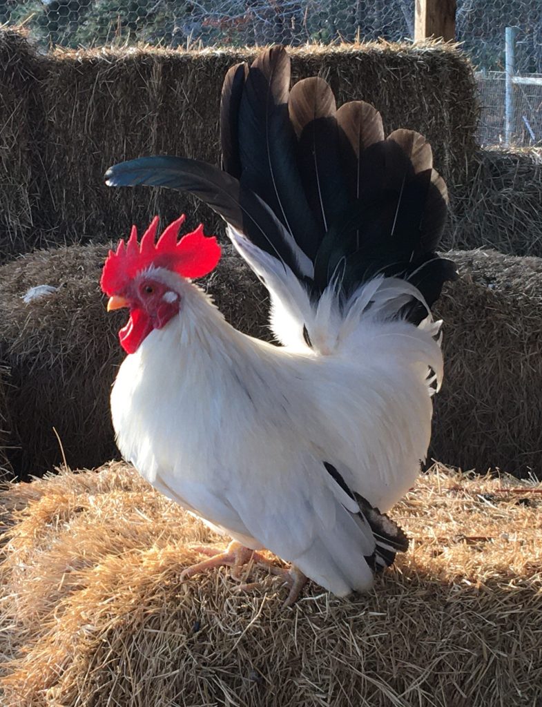 Black Tailed White Japanese BANTAM -- Upcoming Hatches – Backyard