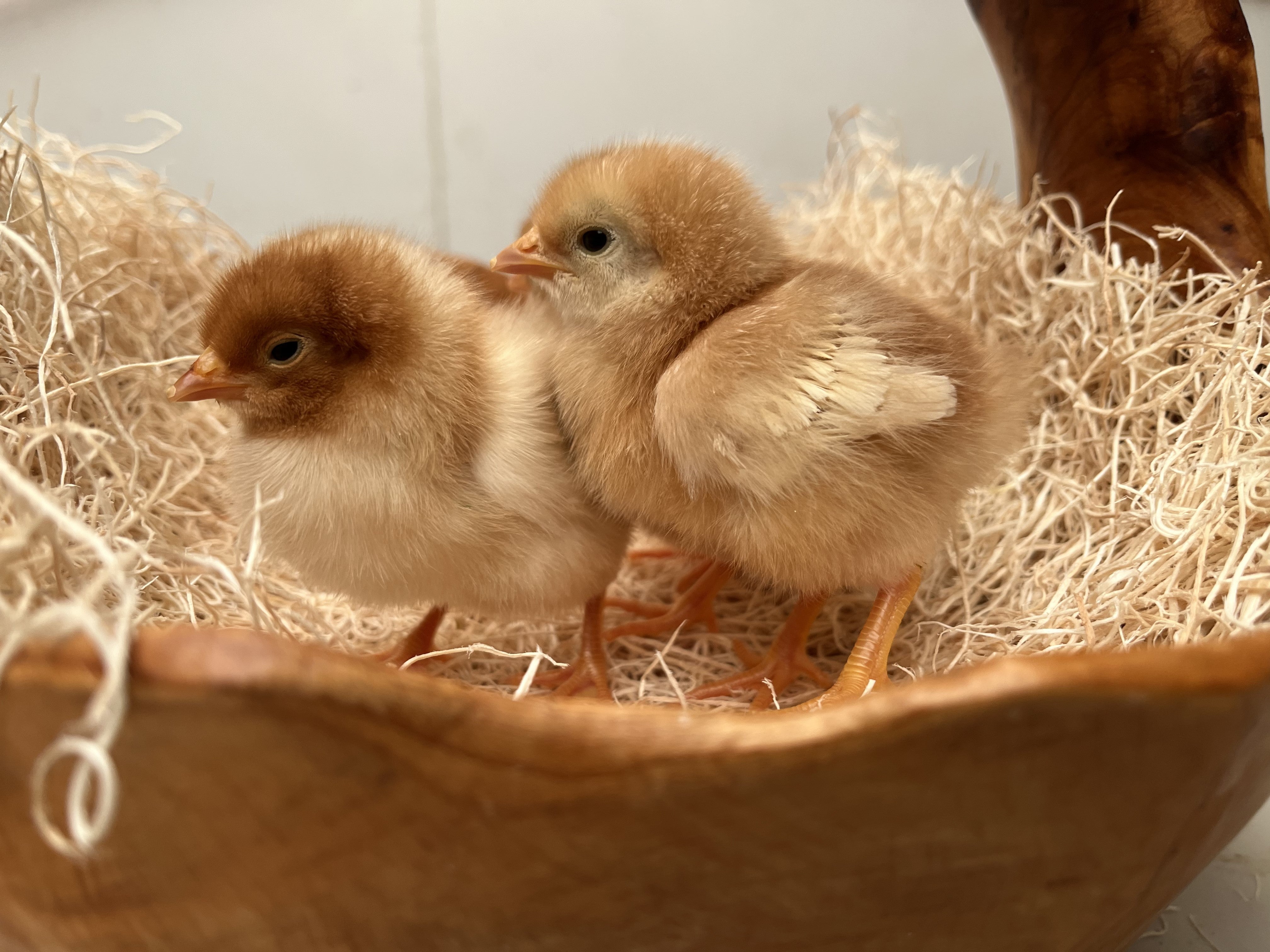 Cinnamon Queen -- Upcoming Hatches – Backyard Chickies