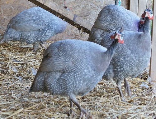 Purchase Guinea Fowl