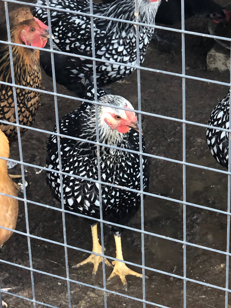 Silver Laced Wyandotte -- Coop Ready