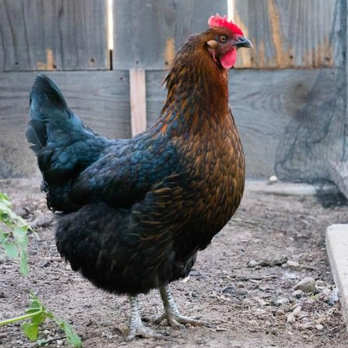 Black Sex Link -- Upcoming Hatches – Backyard Chickies