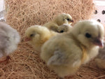 Splash Ameraucanas (True Ameraucanas...not Easter Eggers) -- Upcoming Hatches