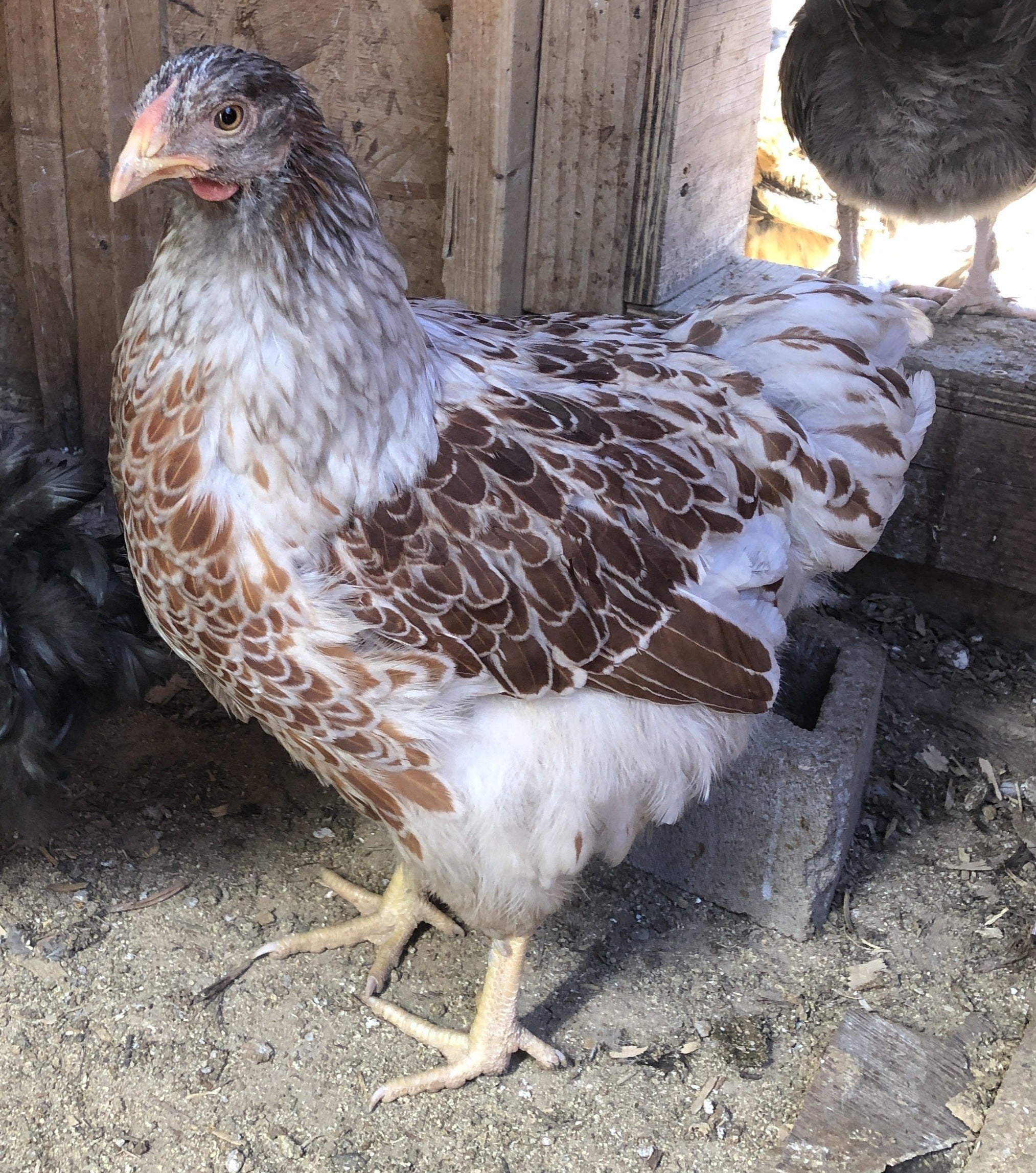 Splash Laced Red Wyandotte – Available Now – Backyard Chickies
