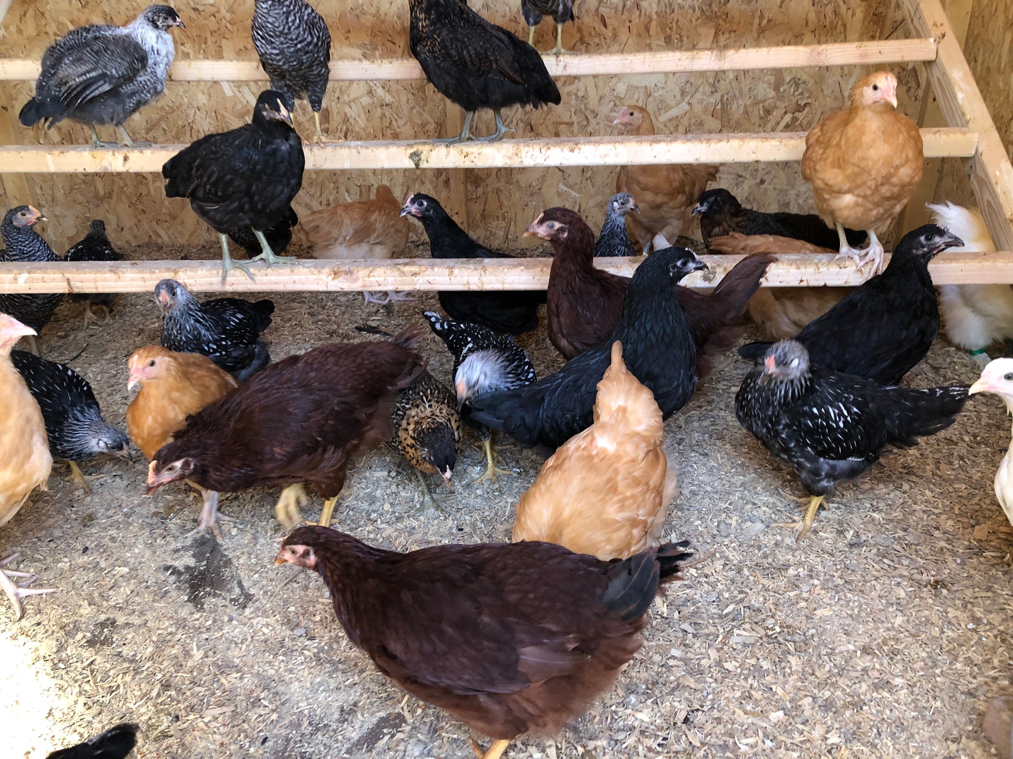 How Many Nesting Boxes do your Chickies Need? Backyard Chickies