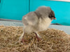 Splash Marans -- Available Babies