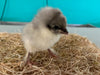 Splash Marans -- Available Babies