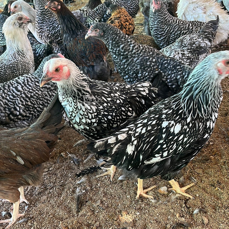 Black Laced Silver Wyandotte -- Available Babies