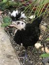Polish White Crested Black Color -- Available Now