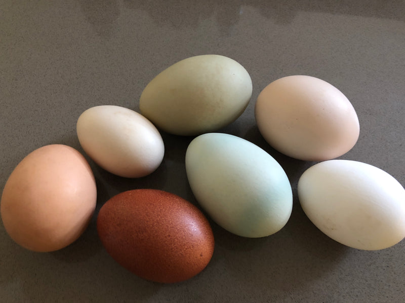 Assorted Standard Size Chicken Hatching Eggs