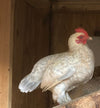 Porcelana D'uccles - Disponible ahora