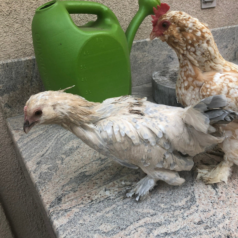 Porcelana D'uccles - Disponible ahora