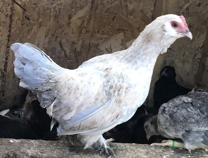 White D'uccle Bantams -- Available Now 16+ Weeks Old