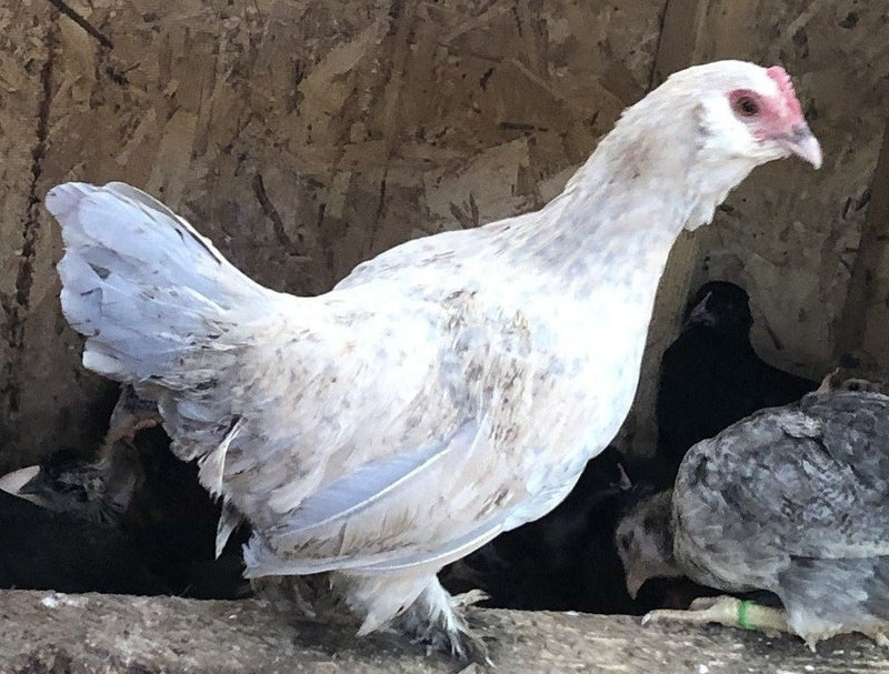 White D'uccle Bantams -- Available Now