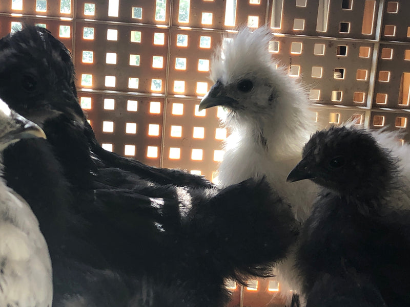 Mixed Breed Bantams -- Available Now