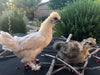 Mixed Breed Bantams -- Available Now