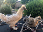 Mixed Breed Bantams -- Available Now