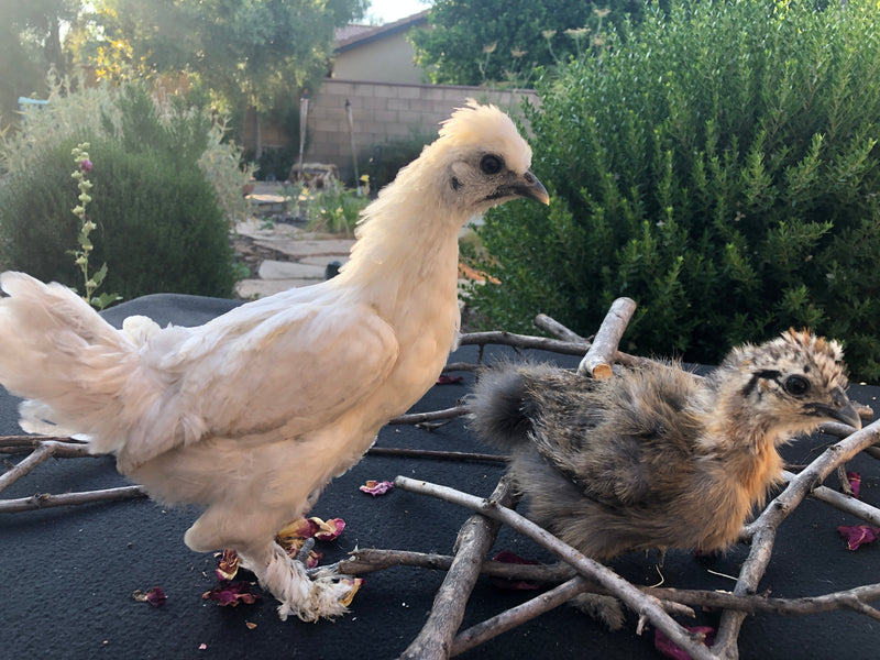 Mixed Breed Bantams -- Available Now