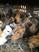 Mixed Breed Bantams -- Available Now