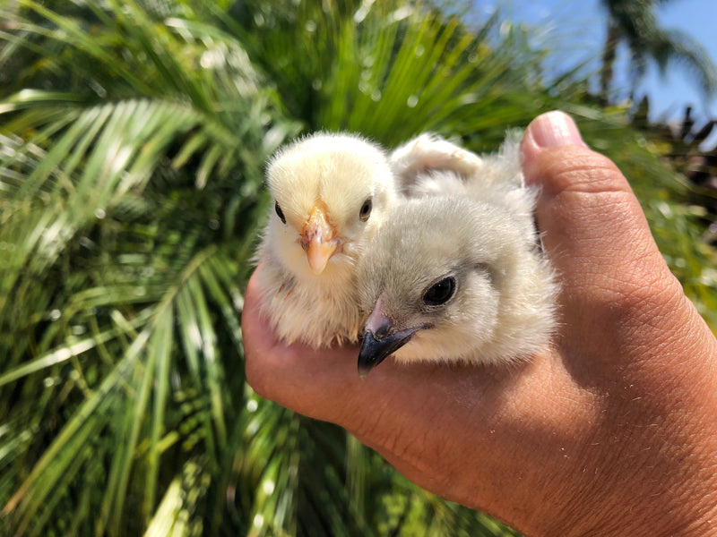 Columbian Wyandotte -- Available Babies