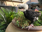 Polish White Crested Black Color -- Available Now