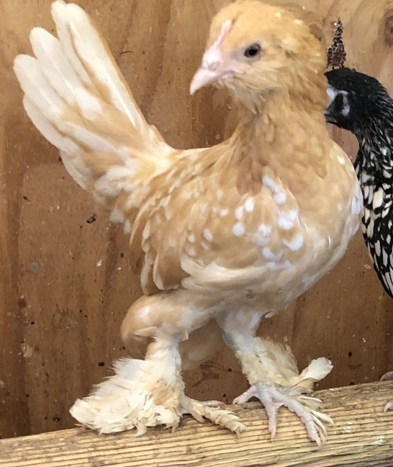 Gold Neck D'uccle Bantams -- Available Now