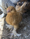 Gold Neck D'uccle Bantams -- Available Now