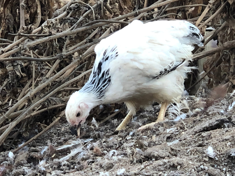 Columbian Wyandotte -- Available Babies