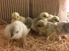 Cochin Bantams -- White Frizzle and Smooth -- Available Now