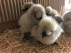 Splash Silkie Female -- Coop Ready