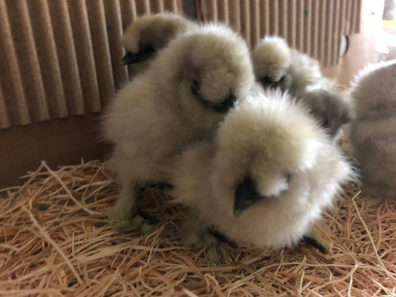 Splash Silkie Female -- Available Now