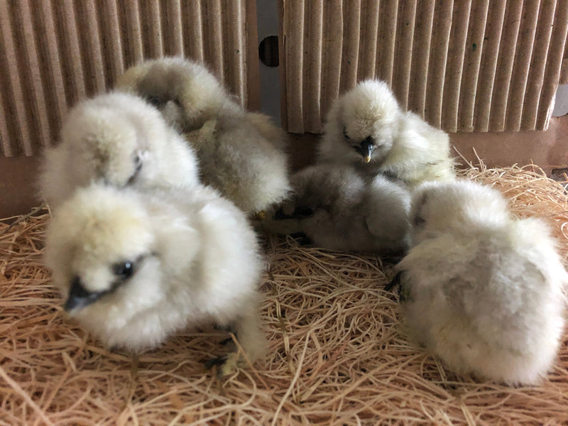 Splash Silkie Female -- Coop Ready