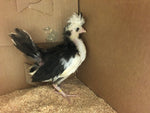 Polish White Crested Black Color -- Available Now