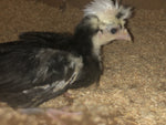 Polish White Crested Black Color -- Available Now