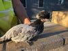 Polish White Crested Blue Color -- Available Now