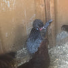 Polish White Crested Blue Color -- Available Now