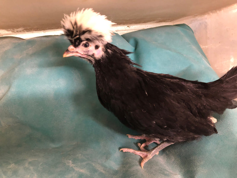 Polish White Crested Black Color -- Available Now