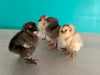 Sweet Pea -- Green Egg Laying Standard -- Available Now