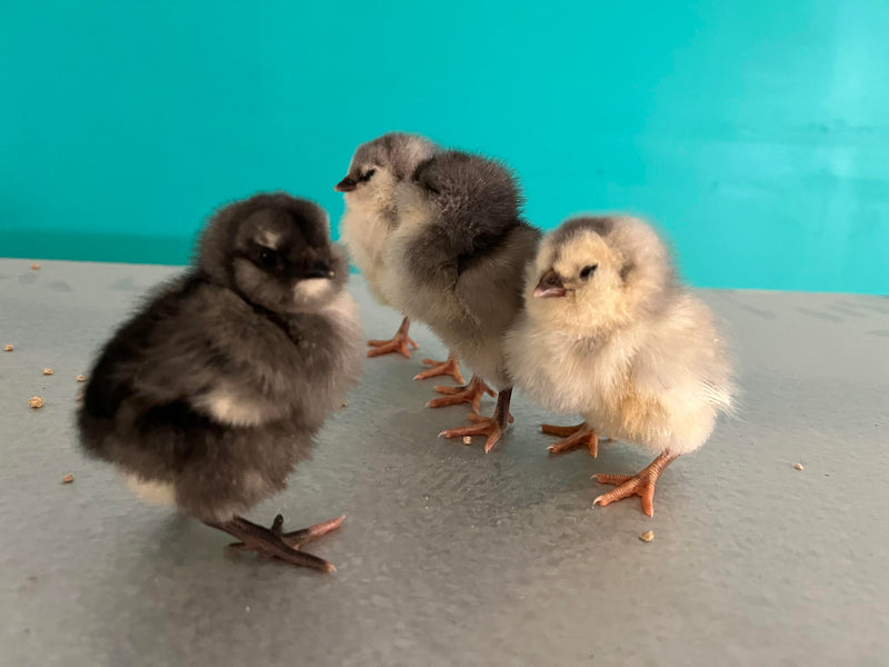 Sweet Pea -- Green Egg Laying Standard -- Available Now