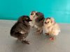 Sweet Pea -- Green Egg Laying Standard -- Available Now