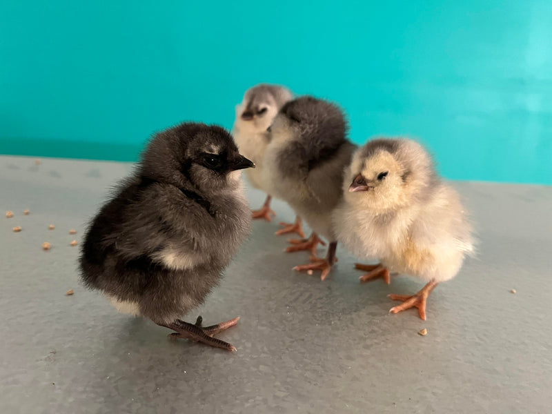 Sweet Pea -- Green Egg Laying Standard -- Available Now