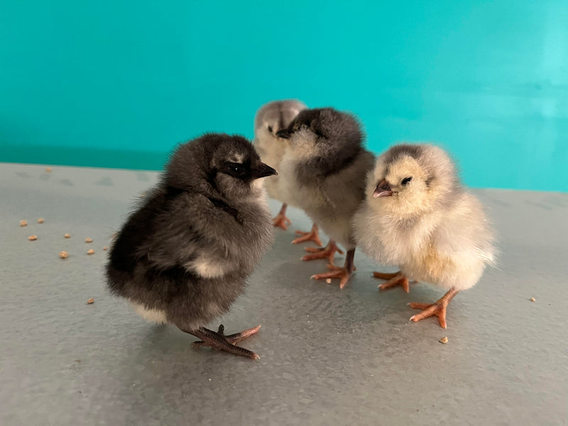 Sweet Pea -- Green Egg Laying Standard -- Available Now