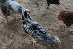 Exchequer Leghorn -- Available Now
