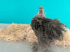 Cochin Bantams - Color plateado a lápiz - Disponible ahora