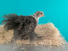 Cochin Bantams - Color plateado a lápiz - Disponible ahora