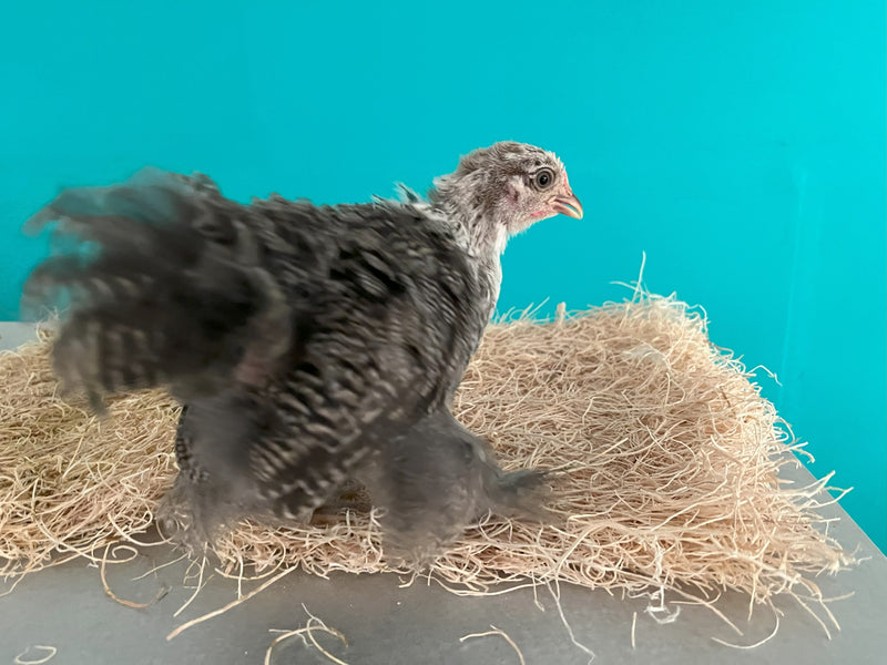 Cochin Bantams - Color plateado a lápiz - Disponible ahora