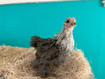 Cochin Bantams - Color plateado a lápiz - Disponible ahora