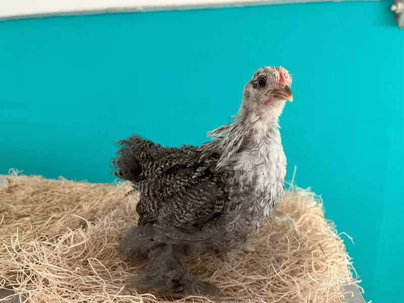 Cochin Bantams - Color plateado a lápiz - Disponible ahora