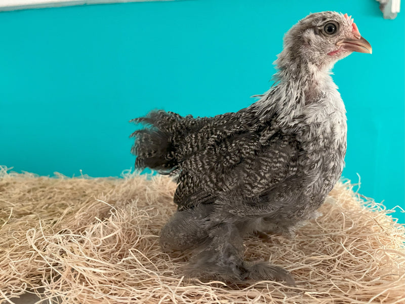 Cochin Bantams - Color plateado a lápiz - Disponible ahora