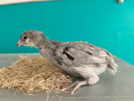 Splash Ameraucanas (Verdaderas Ameraucanas... no Easter Eggers) - Disponible ahora